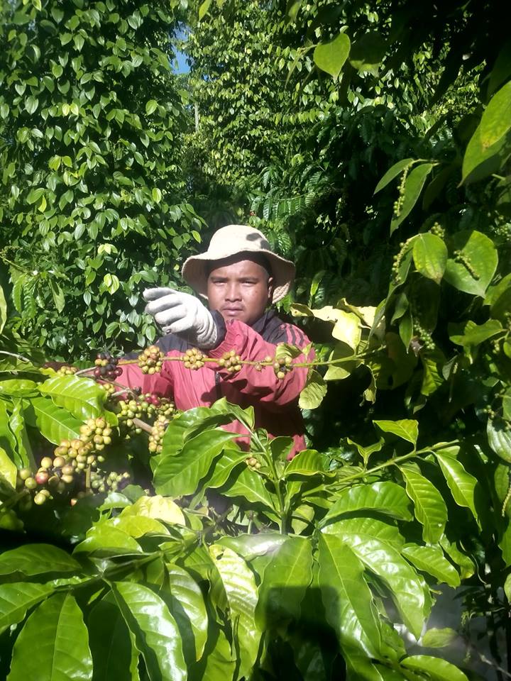 Anh Y Luân Bkrông đang chăm sóc vườn cây của mình