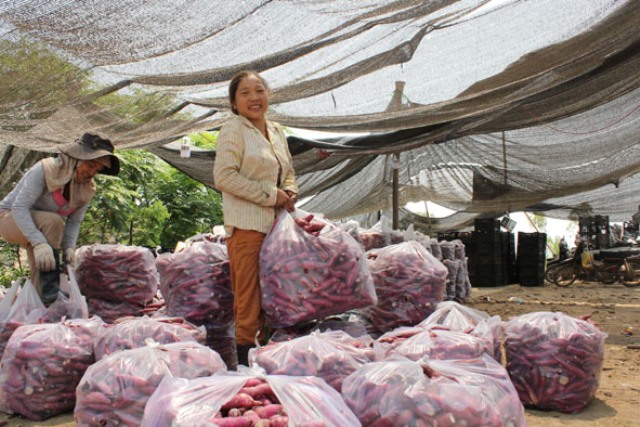 Người dân buôn Triết, xã Dur Kmăl (huyện Krông Ana) phấn khởi vì khoai lang trúng mùa, được giá