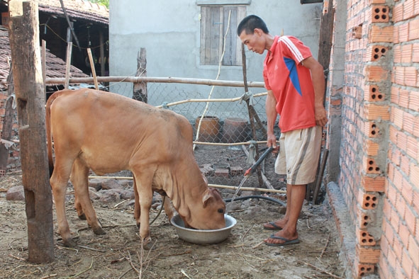 Anh Phạm Bá Doanh ở thôn 3, xã Hòa Phú đang chăm sóc bò từ vốn vay khởi nghiệp.