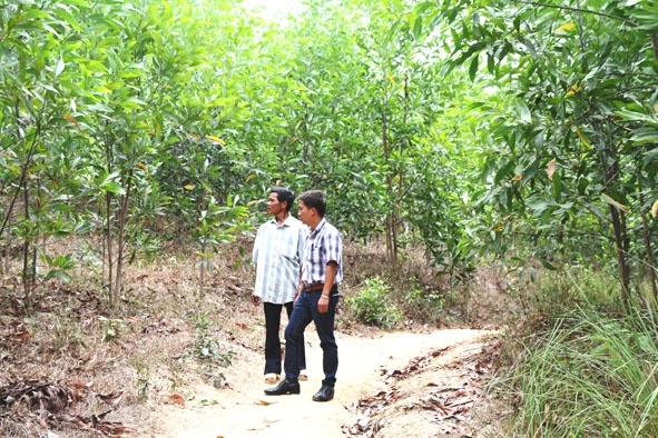 Thăm rừng trồng của các hộ dân ở xã Ea Trang (huyện M'Đrắk) do Dự án Flitch hỗ trợ.