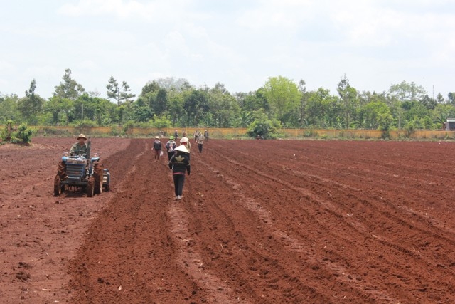 Nông dân TP. Buôn Ma Thuột trỉa bắp