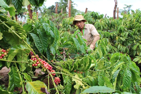 Hộ dân nhận khoán của Công ty TNHH MTV Lâm nghiệp Buôn Ja Wầm  thu hoạch cà phê niên vụ 2015 - 2016.