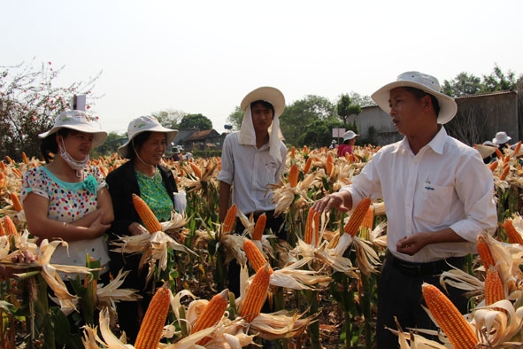 Nông dân huyện Ea Kar tham quan mô hình trình diễn ngô lai tại xã Cư Huê.