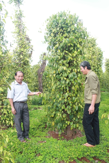 Mô hình trồng tiêu của nông dân xã Hòa Xuân (TP. Buôn Ma Thuột)
