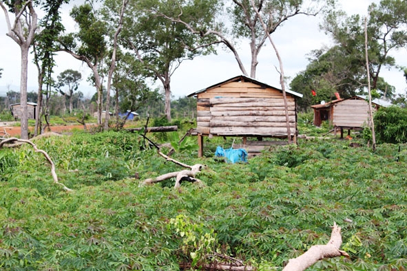 Nhiều diện tích rừng của các công ty TNHH MTV lâm nghiệp trên địa bàn huyện Ea Súp bị người dân lấn chiếm, xâm canh trái phép.  Ảnh: Lê Hương