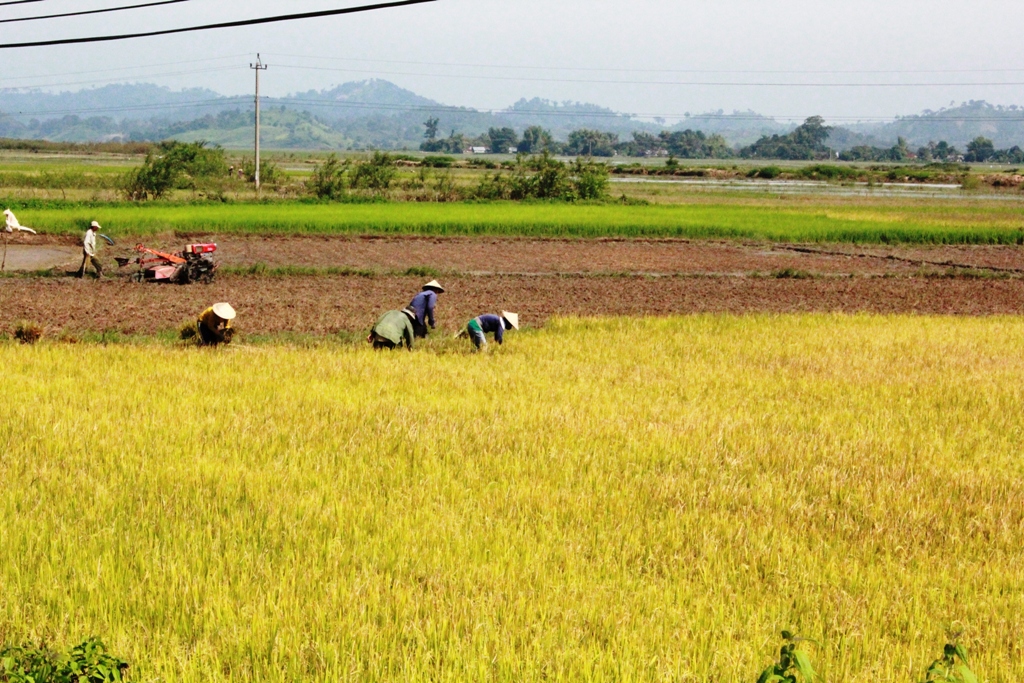 Thu hoạch lúa ở huyện Lắk.