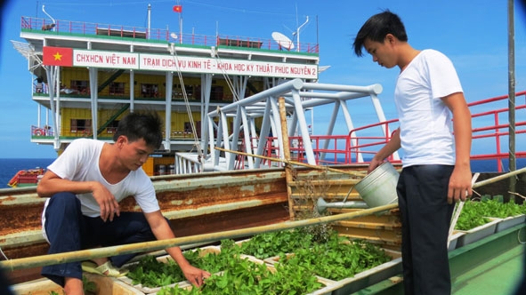 Tăng gia trồng rau xanh tại nhà giàn