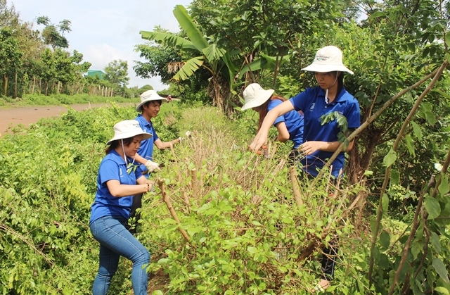 ... phát quang bụi rậm