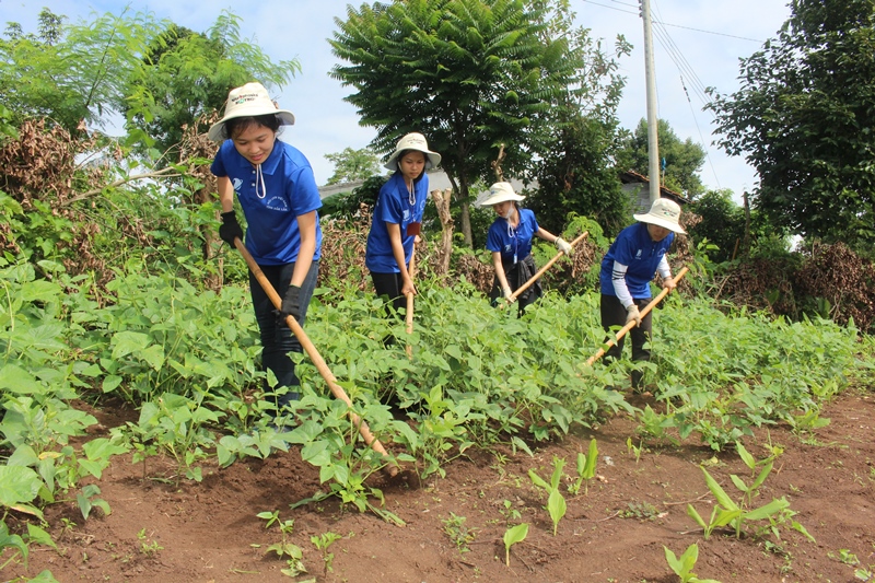 và làm cỏ giúp các hộ gia đình chính sách