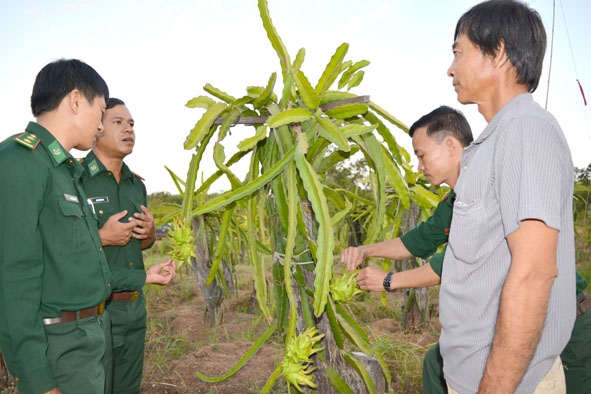 Cán bộ Đồn Biên phòng 735 kiểm tra mô hình trồng thanh long tại một hộ gia đình do đơn vị triển khai thí điểm tại xã Ya Lốp (huyện Ea Súp).  Ảnh:  Đăng Triều