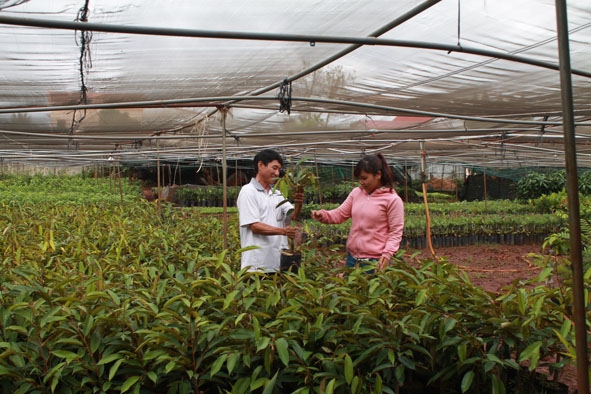 Người dân tìm mua các giống cây trồng cho năng suất cao tại vườn ươm cây giống ở xã Hòa Thắng. 