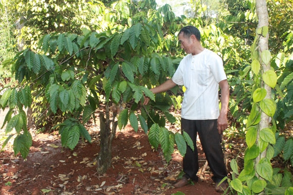 Gia đình ông Phan Đức Cường (xã Ea Tu) phát triển kinh tế  từ mô hình trồng cà phê xen tiêu.