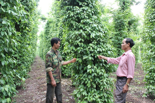 Anh Y Phốt Bđap ở buôn Ea Mtar, xã Ea Bhốk (bên phải) đang trao đổi về kỹ thuật trồng,  chăm sóc vườn tiêu nhà mình.