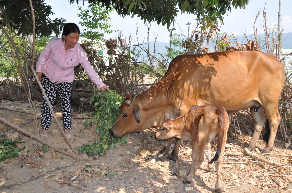 Một hộ gia đình ở huyện Krông Bông thoát nghèo nhờ vốn vay NHCSXH