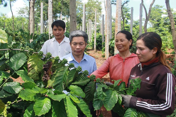 Đồng chí Nguyễn Văn Hà (thứ 2 từ trái sang), Phó Bí thư Huyện ủy, Chủ tịch UBND huyện Ea Kar thăm mô hình trồng cà phê của bà con dân tộc thiểu số tại xã Ea Kmút.  Ảnh: Nguyên Hoa