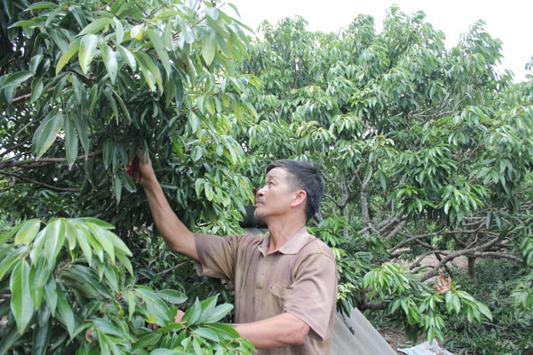 Ông Nguyễn Văn Hòa (thôn 1, xã Ea Sô, huyện Ea Kar) đang chăm sóc vườn vải.