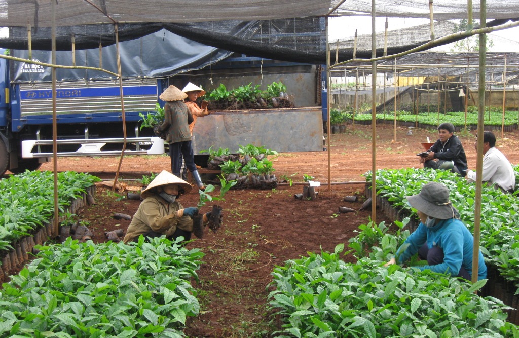 Cung cấp giống cà phê phục vụ tái canh trong mùa mưa 2016 tại một cơ sở sản xuất cây giống ở xã Hòa Thắng, TP. Buôn Ma Thuột