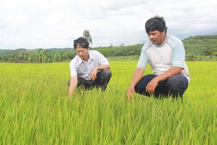 lãnh đạo Phòng NN&PTNT huyện M'Đrắk kiểm tra diện tích lúa bị hạn trên địa bàn.