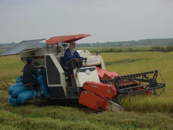 Nông dân đang thu hoạch lúa tại cánh đồng thôn 2, xã Ea Lê (huyện Ea Súp).   Ảnh: Trang Vũ