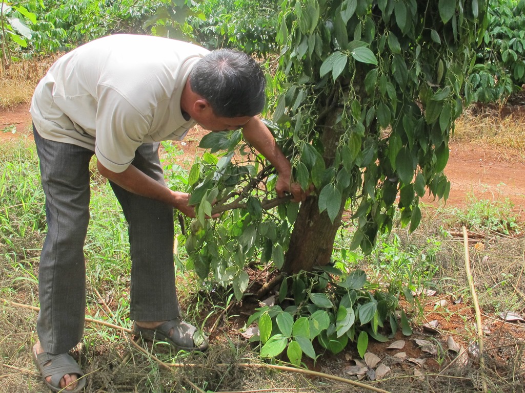 Gốc tiêu của hộ ông