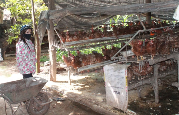 Trang trại chăn nuôi gà siêu trứng của hộ ông Nguyễn Cao Hách  gây ô nhiễm môi trường.