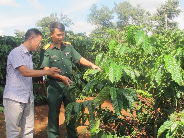 Cà phê tái canh bằng phương pháp ghép chồi cho năng suất cao ở Đội 5 (Công ty Cà phê 15).  