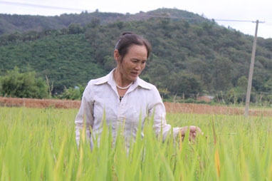 Chị Nguyễn Thị Mỵ bên ruộng lúa của gia đình.