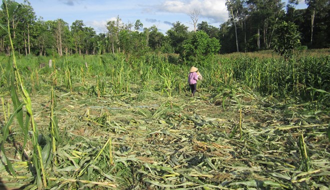 Một ruộng ngô của người dân Đrang Phốk (xã Krông Na, huyện Buôn Đôn ) bị voi phá nát