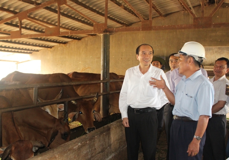 Đoàn công tác đi kiểm tra thực tế tại dự án chăn nuôi bò sinh sản của Công ty cà phê Ea Pốk
