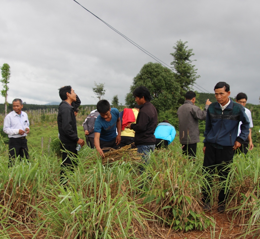 Người dân xã Ea Yiêng, huyện Krông Pắc tham quan vườn sả tại xã Ea Tir, huyện Ea H'leo