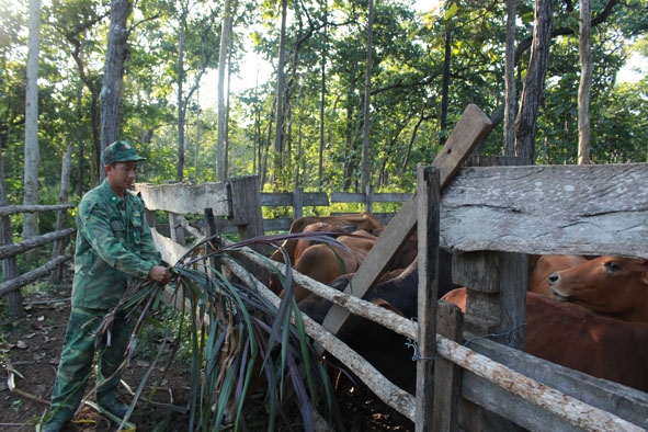 Binh nhất Hoàng Văn Lộc chăm sóc đàn bò. 