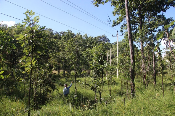 Cây xanh nằm ngoài hành lang lưới điện nhưng vẫn tiềm ẩn nhiều  nguy cơ  gây mất  an toàn cho đường dây trên địa bàn huyện  Ea Súp.