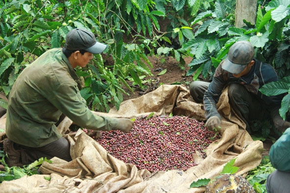 Nông dân thu hoạch  cà phê gặp khó khăn  do trời mưa.   