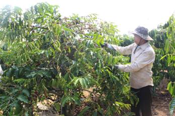 Ông Lê Phạm Mạnh thu hoạch cà phê trong trang trại của mình