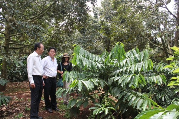 Cây sầu riêng trồng xen trong vườn cà phê tại huyện Krông Pắc được công nhận đạt chuẩn VietGAP