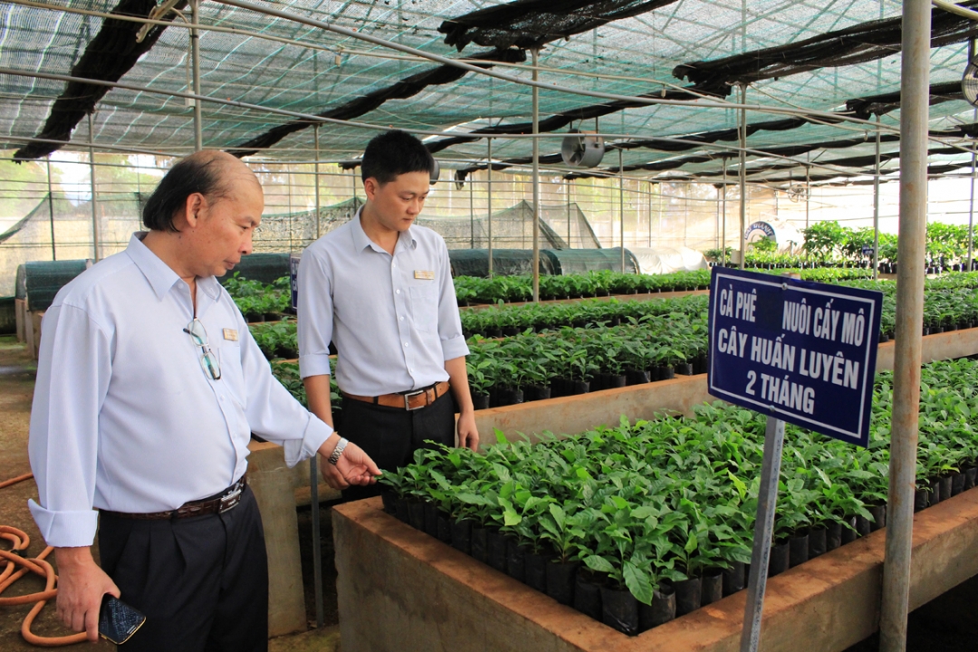 TS. Trương Hồng (trái) kiểm tra sự phát triển của cây cà phê nuôi cấy mô. 