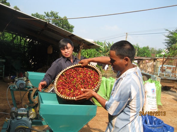 Nông dân xã Hòa Đông, huyện Krông Pắc chế biến cà phê theo công nghệ ướt bằng máy công suất nhỏ. 