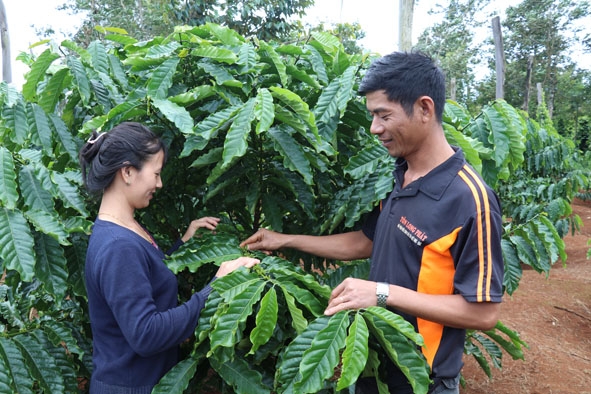 Niềm vui của vợ chồng anh Nguyễn Thái Hoàng khi những cây cà phê được nhân giống theo phương pháp nuôi cấy mô tế bào phát triển tốt.  