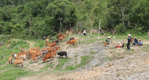 Chăn nuôi bò quy mô nông hộ ở huyện Lắk.  