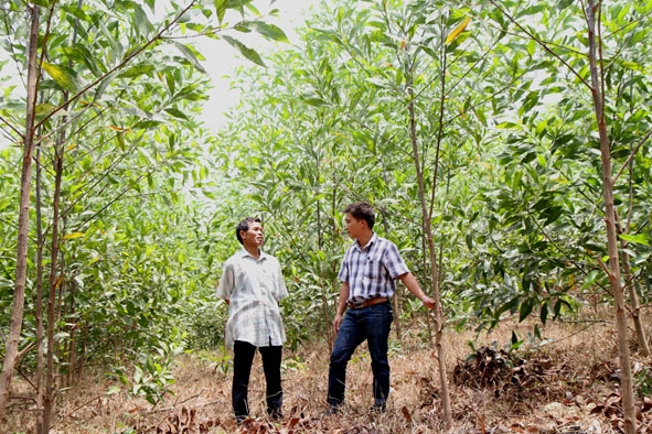 Sự hỗ trợ của Dự án Phát triển lâm nghiệp để cải thiện đời sống vùng Tây Nguyên - FLITCH đã góp phần phủ xanh đất trống đồi trọc, cải thiện thu nhập cho đồng bào dân tộc thiểu số ở xã Ea Trang, huyện M’Đrắk (Đắk Lắk).  