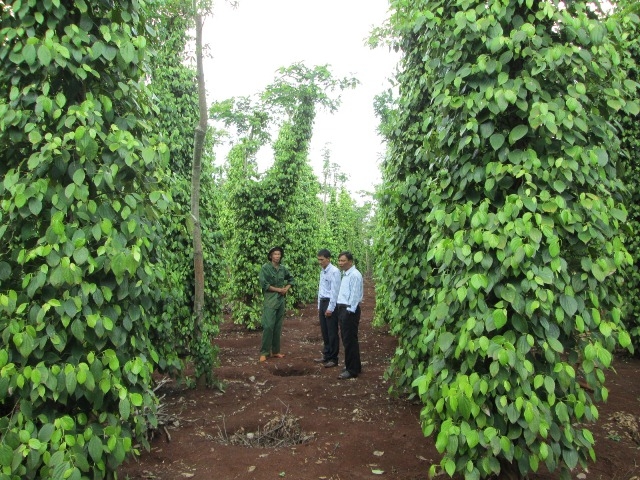 Một vườn tiêu phát triển theo hướng bền vững tại huyện Cư Kuin