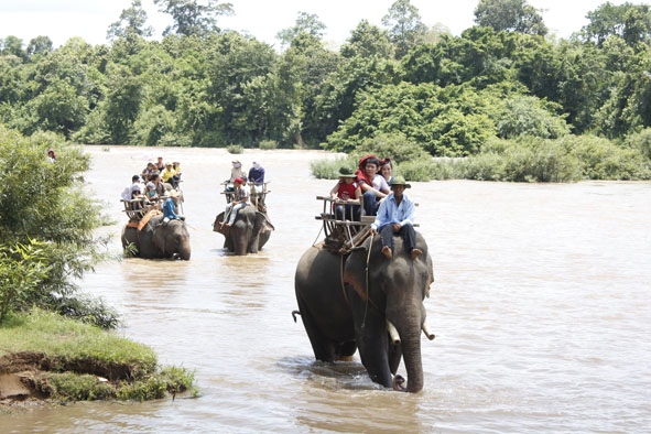 Cưỡi voi vượt sông, một sản phẩm du lịch đặc thù của Đắk Lắk.