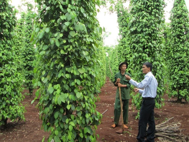Một vườn tiêu sản xuất theo hướng bền vững tại Cư Kuin