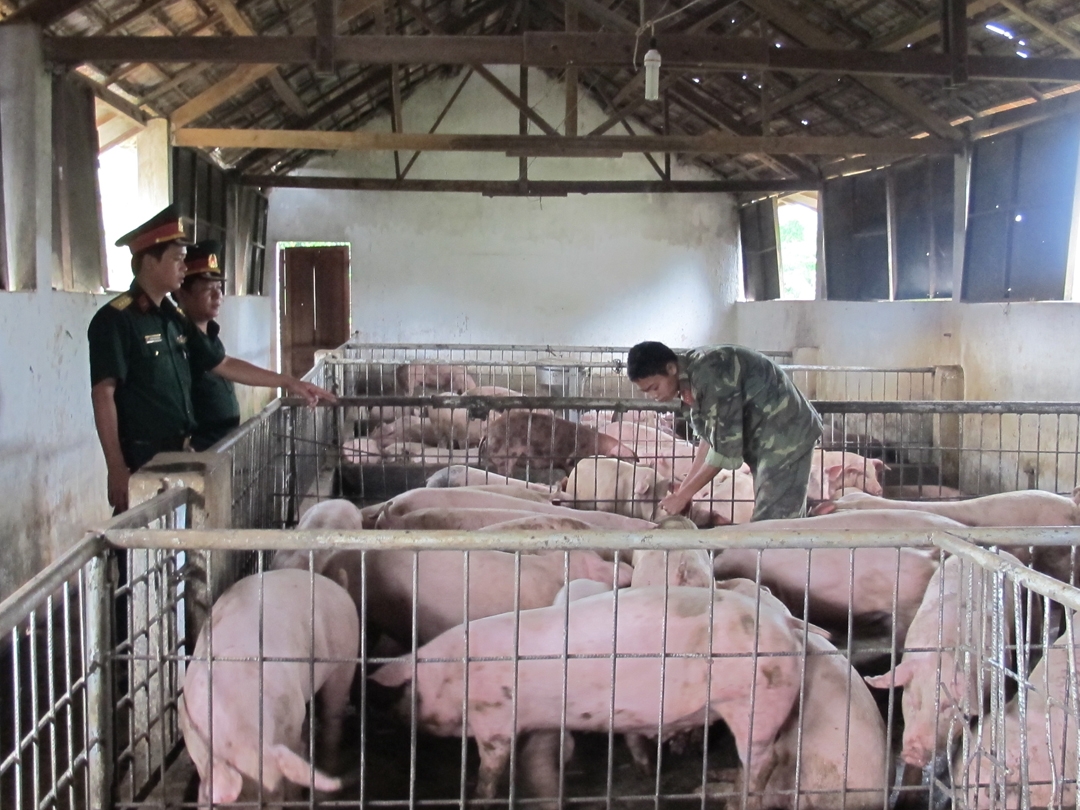 Mô hình chăn nuôi heo của Trung đoàn Bộ binh 95. 