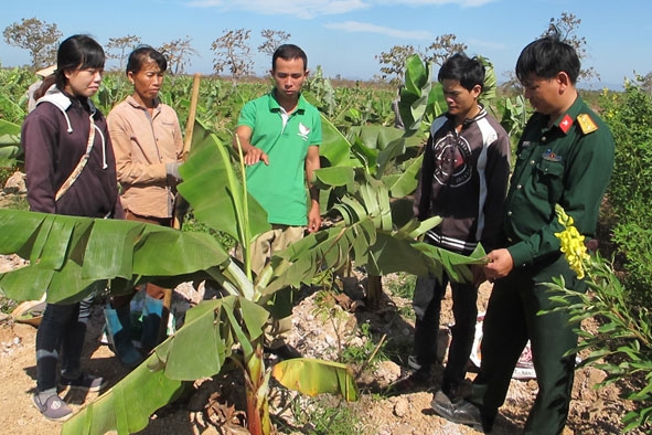 Cán bộ Đoàn KT – QP trao đổi với người dân vùng dự án về mô hình trồng xen chuối cao sản trong vườn ca cao. 