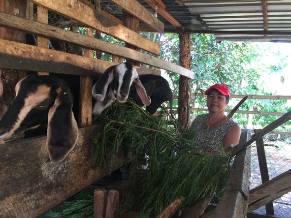 Chị H’Pria Niê (thôn Cư H’Lâm, thị trấn Ea Pốk) đang chăm sóc đàn dê.  Ảnh: T. Dũng