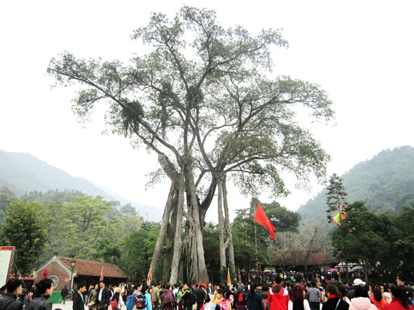 Vẻ đẹp cổ kính của cây đa chín cội bên đền Thỏng ở quần thể Tây Thiên.  