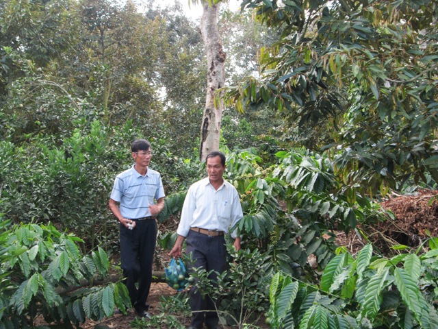 Vườn cà phê đa canh thích ứng với biến đổi khí hậu ở xã Ea Púk, huyện Krông Năng. 
