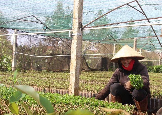 Một vườn ươm cây giống tại xã Hòa Thắng, TP. Buôn Ma Thuột được nhận hỗ trợ từ Dự án Chuyển đổi nông nghiệp bền vững