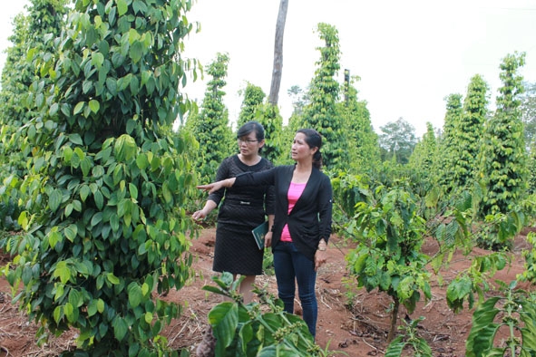Mô hình trồng tiêu xen canh trong vườn cà phê trên địa bàn thị xã Buôn Hồ.  